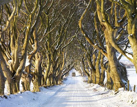 Dark Hedges - Northern Ireland | 10 places to see snow on Christmas Day ...