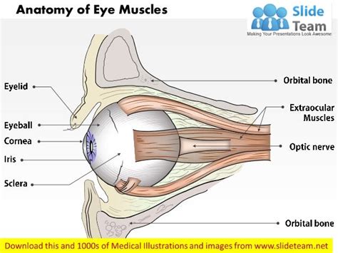 Anatomy of eye muscles medical images for power point