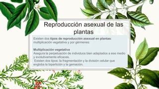 Unidad 3 REPRODUCCIÓN ASEXUAL DE LAS PLANTAS PPT