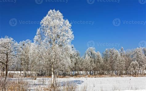 trees in the winter - the trees covered with snow, growing in a winter ...