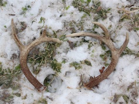 Deer shedding antlers early in southwestern Wisconsin