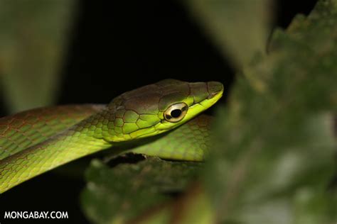 Picture Gallery: rainforest snakes