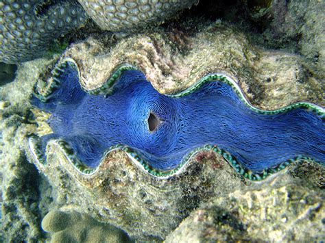 Giant Clam Great Barrier Reef Australia