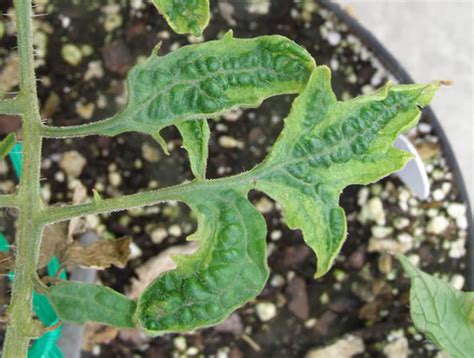 Tomato Viruses Umn Extension