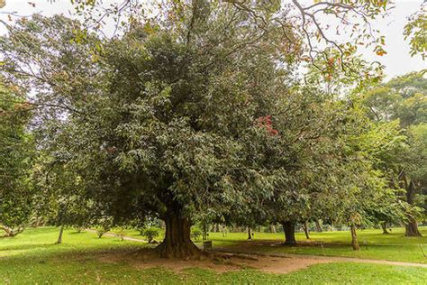 Places To Visit In Ironwood Forest (Dambulla) In 2024