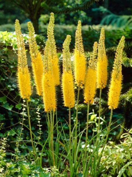 Steppenkerze Afghanistan Lilienschweif Eremurus Stenophyllus Kaufen