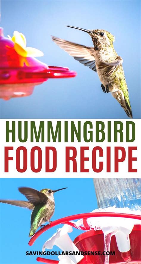 Diy This Easy Hummingbird Nectar Recipe Saving Dollars Sense