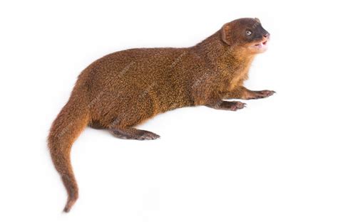Premium Photo | Javan Mongoose or Small asian mongoose (Herpestes ...