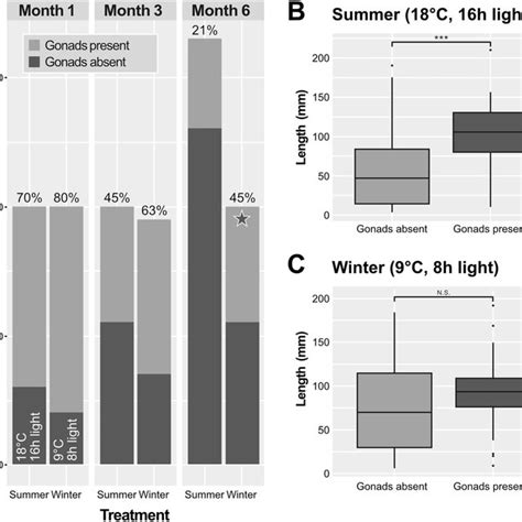 Sexual Maturation Of Lineus Sanguineus In The Bergen Norway