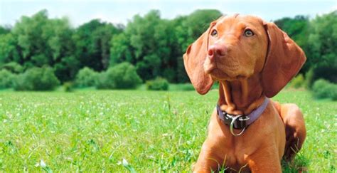 ¿cómo Saber Si Mi Perro Tiene Alergia Planeta Mascota