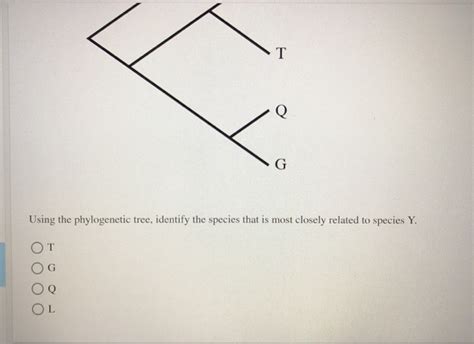 Solved The Following Phylogenetic Tree Illustrates The