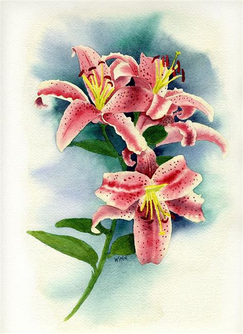 Stargazer Lily Watercolor at PaintingValley.com | Explore collection of ...