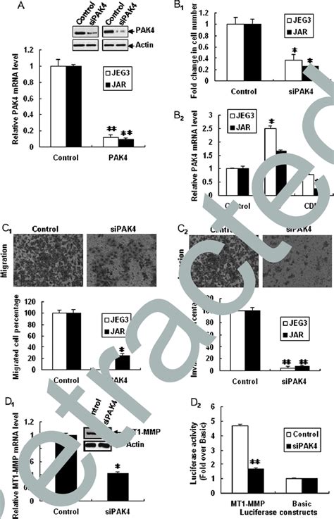 Sirna Knockdown Of Pak Reduced Proliferation Migration And Invasion