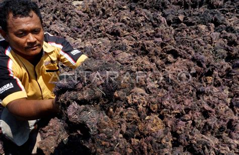 Pengeringan Rumput Laut Gracilaria Antara Foto