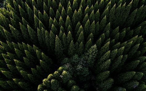 Free download | HD wallpaper: pine trees, aerial view, green, nature ...