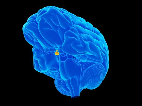 Pituitary Gland: Facts, Function & Disease | Live Science