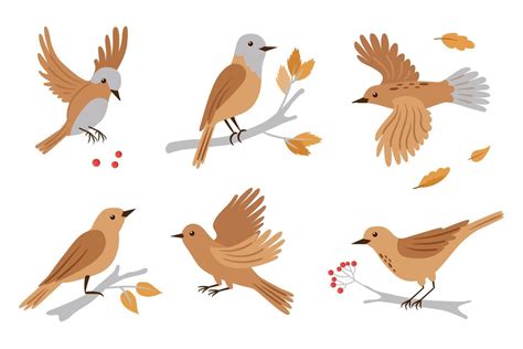 Forest Birds Illustration Set Of Birds In Different Poses Bird Is