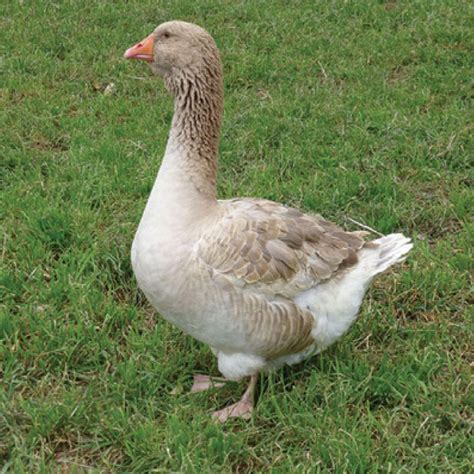 Large Dewlap Toulouse Goslings Strombergs Chicks And Game Birds