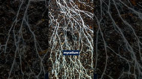 Can We Use Mycelium To Make Computer Chips Fungus Pennstate