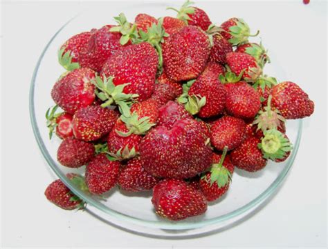 Вкус солнца: tasha_jardinier — LiveJournal