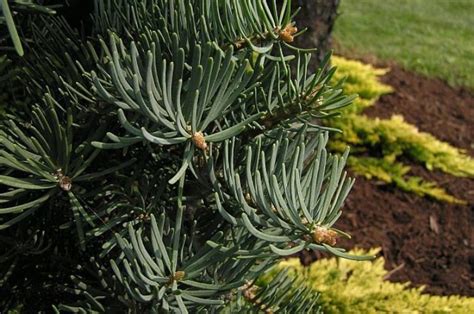 Abies Concolor Compacta Compact White Fir Conifer Trinomial