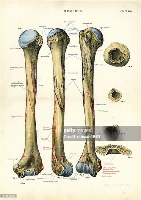 Human Anatomy Humerus Bone High-Res Vector Graphic - Getty Images