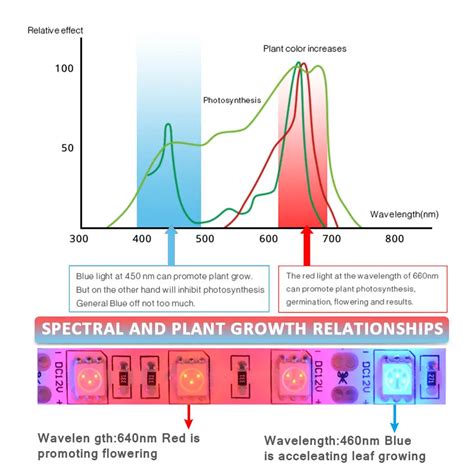 Absorption Spectrum In Photosynthesis Ppgbbe Intranet Biologia Ufrj Br