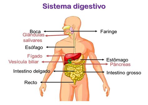 Ajuda Alunos Sistema Digestivo