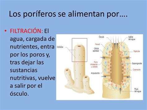 Biolog A Divertida P Lipos Y Medusas