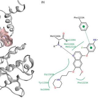 Structure Of The Kinase Domain Of C Met Bind To GSK1363089 A 3D View