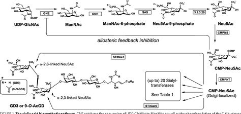 Figure 1 From Roles For Udp Glcnac 2 Epimerase Mannac 6 Kinase Outside