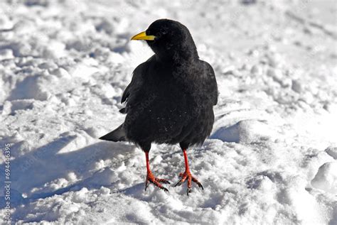 Chocard Bec Jaune Pyrrhocorax Graculus Alpine Choughlus Stock Photo