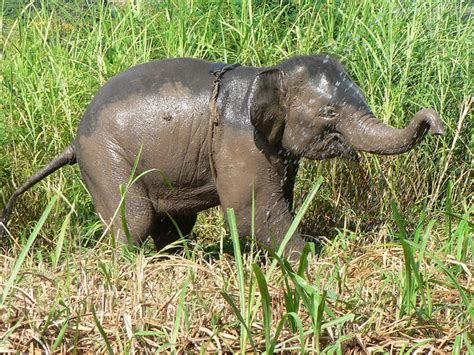 Baby Elephant Thai Elephant Home Flickr Photo Sharing