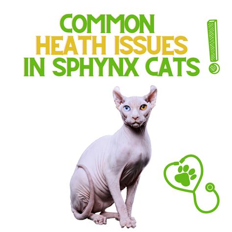 3 Common Health Issues In Sphynx Cats Renewedpet