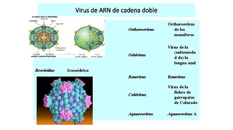 Reovirus Virus De ARN De Cadena Doble Reoviridae