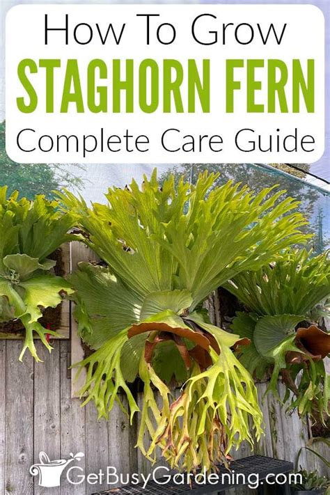 To Grow The Unique Staghorn Fern Well Look No Further Than My Detailed