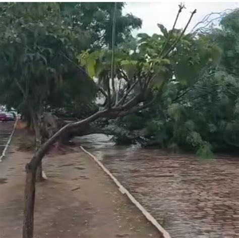 Vídeo Tempestade Com Chuva De Granizo Derruba árvores Em Morro Do