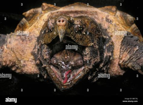 Alligator Snapping Turtle Stock Photo Alamy