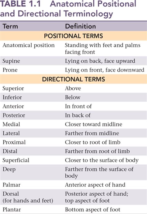 Anatomical Directional Terms