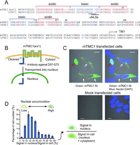 The N Terminal Nt Region Of Heterologously Expressed Mtmc1