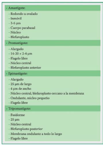 Fichas De Aprendizaje Tripanosoma Cruzi Quizlet