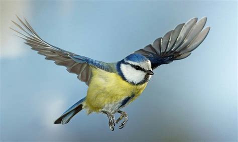 Blaumeise Im Flug World Birds Beautiful Birds Pet Birds