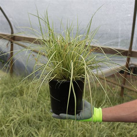 Evergold Striped Weeping Sedge For Sale Online The Greenhouse