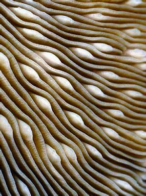 30 Natural forms ideas | natural forms, nature, patterns in nature