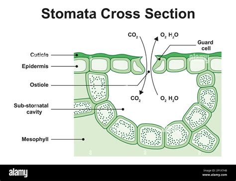 Illustration Showing The Structure Of A Stoma Stomata Are Pores In The Epidermis Of The Leaf