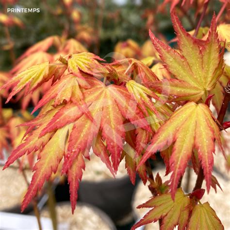 Acer palmatum Atropurpureum Érable du Japon Palmatia Plantes