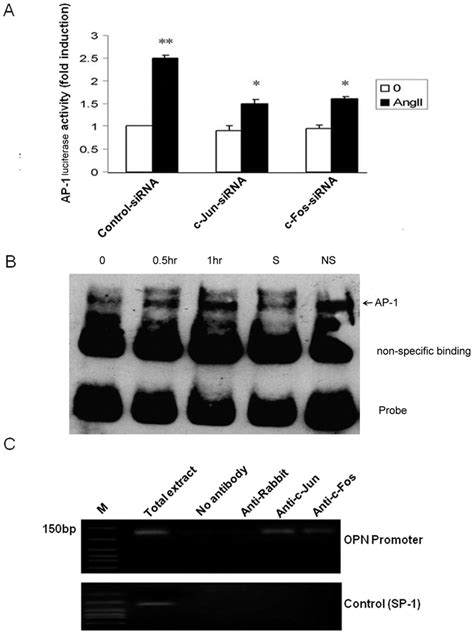 Ang Ii Induced C Jun And C Fos Dna Binding Activity A Adventitial Download Scientific