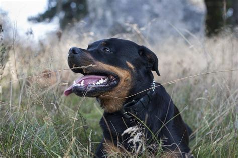 The American Bulldog Rottweiler Mix