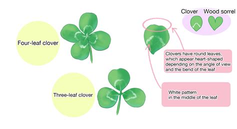 How To Draw Clovers【and Its Flower Crown With Explanation Of Flower