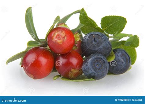 Cranberries And Bilberries Stock Photo Image Of Blueberry